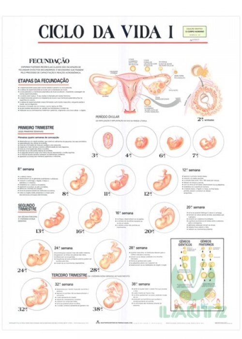 Mapa Ciclo da Vida I